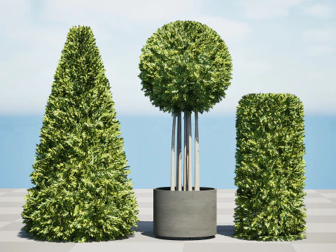 Alberi di alloro delle Fiandre Modello 3D