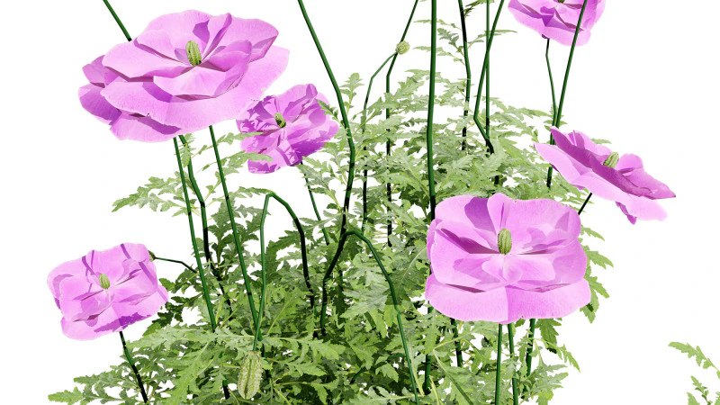 Roślina kwitnąca maku Flandrii Model 3D .c4d .max .obj .3ds .fbx .stl .blend