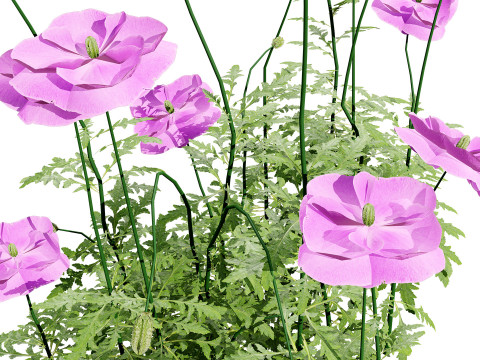 Flanders Poppy Flowering Plant 3D मॉडल