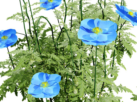 Flanders Poppy Flowering Plant 3D Model