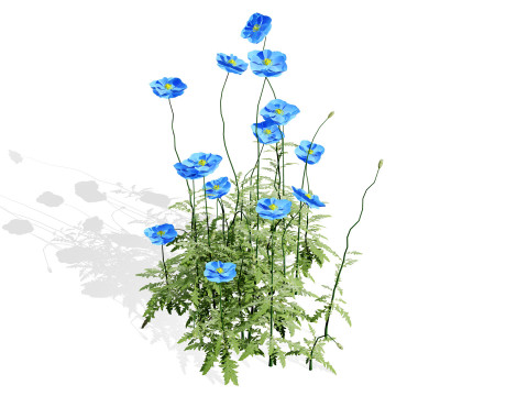 Flanders Poppy Flowering Plant 3D Model