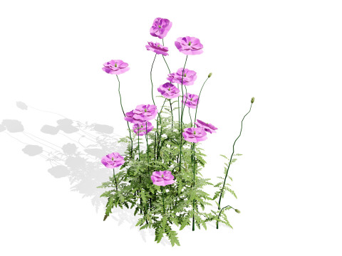 Flanders Poppy Flowering Plant 3D Model