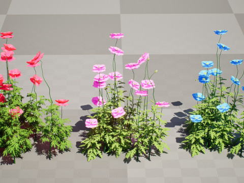 Flanders Poppy Flowering Plant 3D Model