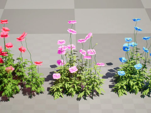 Roślina kwitnąca maku Flandrii Model 3D