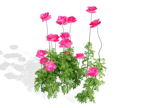 Flanders Poppy Flowering Plant 3D Model