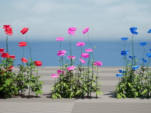 Flanders Poppy Flowering Plant 3D Model