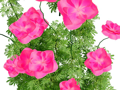 Roślina kwitnąca maku Flandrii Model 3D