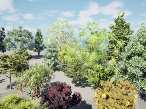 Australian Plant Collection Trees Flowers 3D Model