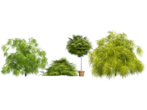 Australian Plant Collection Trees Flowers 3D Model