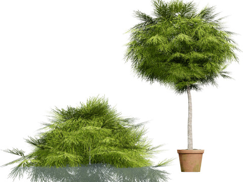 Australian Plant Collection Trees Flowers 3D Model