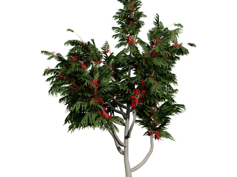 Australian Plant Collection Trees Flowers 3D Model
