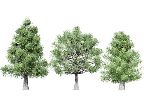 Australian Plant Collection Trees Flowers 3D Model