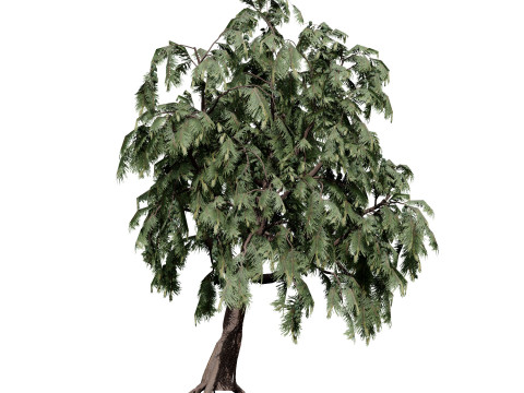 Australian Plant Collection Trees Flowers 3D Model