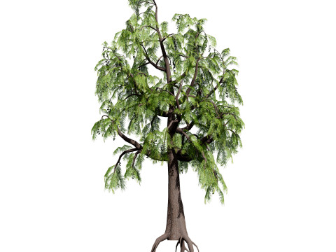 Australian Plant Collection Trees Flowers 3D Model