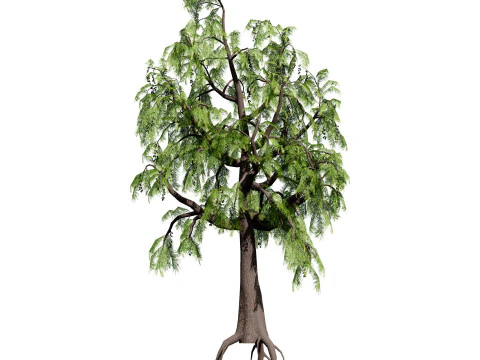 Australian Plant Collection Trees Flowers 3D Model