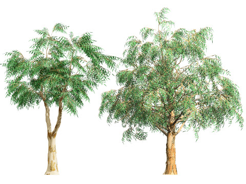 Australian Plant Collection Trees Flowers 3D Model