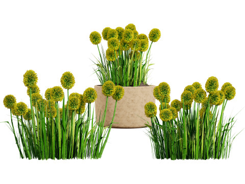 Australian Plant Collection Trees Flowers 3D Model