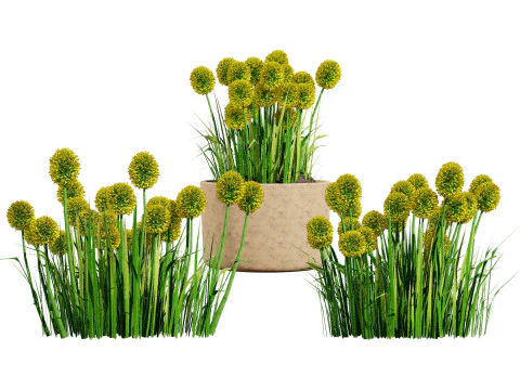 Australian Plant Collection Trees Flowers 3D Model