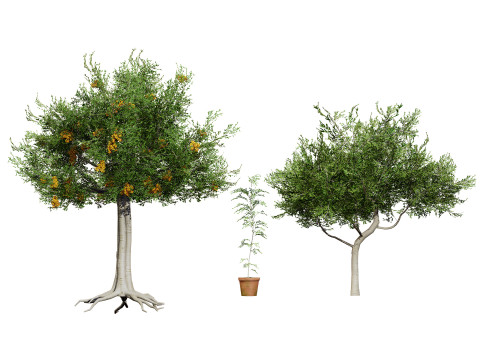 Australian Plant Collection Trees Flowers 3D Model