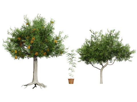 Australian Plant Collection Trees Flowers 3D Model