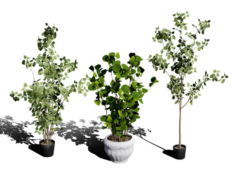 Australian Plant Collection Trees Flowers 3D Model