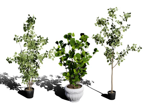 Australian Plant Collection Trees Flowers 3D Model
