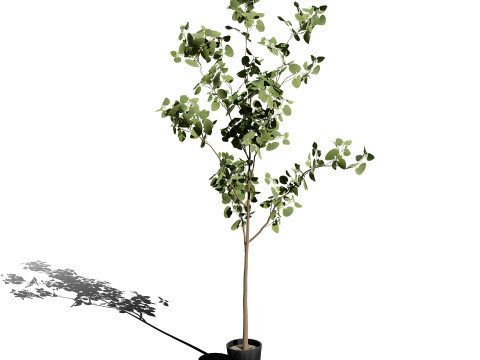 Australian Plant Collection Trees Flowers 3D Model