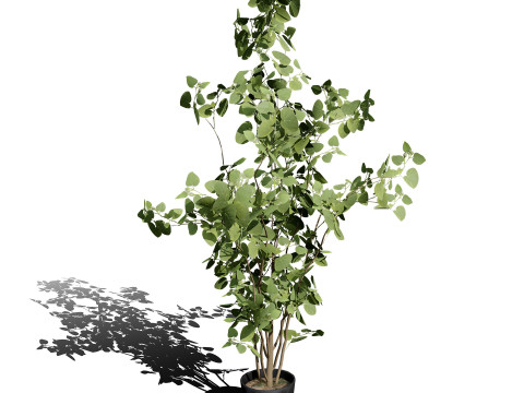 Australian Plant Collection Trees Flowers 3D Model