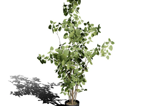 Australian Plant Collection Trees Flowers 3D Model
