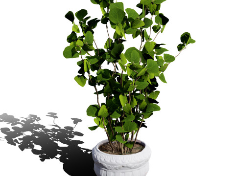 Australian Plant Collection Trees Flowers 3D Model