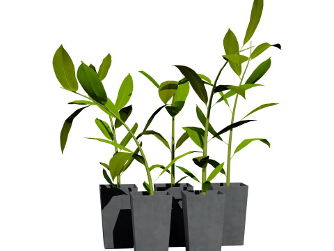 Australian Plant Collection Trees Flowers 3D Model