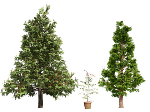 Australian Plant Collection Trees Flowers 3D Model