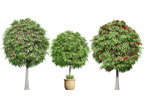 Australian Plant Collection Trees Flowers 3D Model