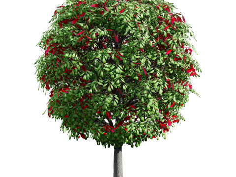 Australian Plant Collection Trees Flowers 3D Model