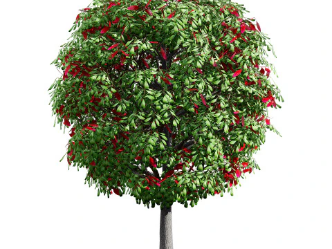 Australian Plant Collection Trees Flowers 3D Model