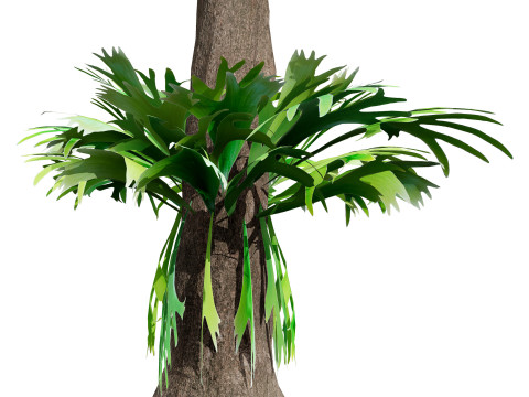 Australian Plant Collection Trees Flowers 3D Model