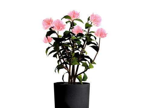 Australian Plant Collection Trees Flowers 3D Model