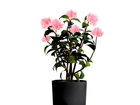 Australian Plant Collection Trees Flowers 3D Model