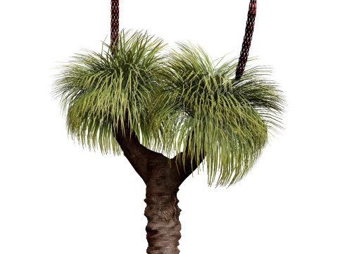Australian Plant Collection Trees Flowers 3D Model