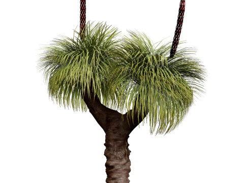 Australian Plant Collection Trees Flowers 3D Model