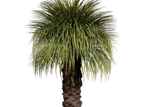 Australian Plant Collection Trees Flowers 3D Model