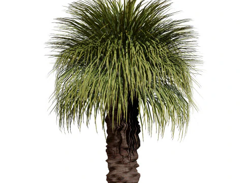 Australian Plant Collection Trees Flowers 3D Model