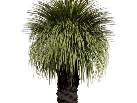 Australian Plant Collection Trees Flowers 3D Model