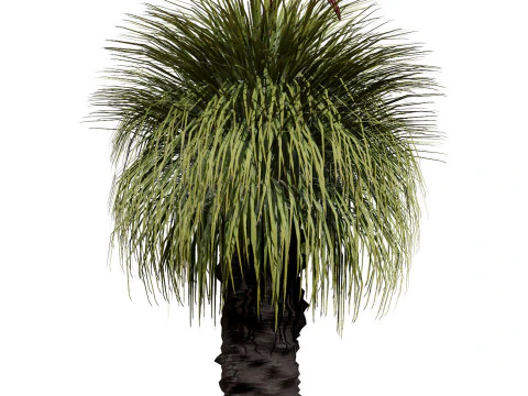 Australian Plant Collection Trees Flowers 3D Model