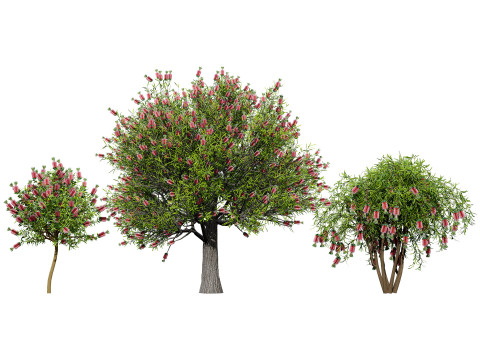 Australian Plant Collection Trees Flowers 3D Model