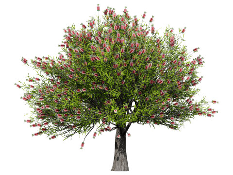 Australian Plant Collection Trees Flowers 3D Model