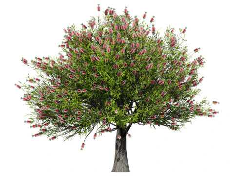 Australian Plant Collection Trees Flowers 3D Model