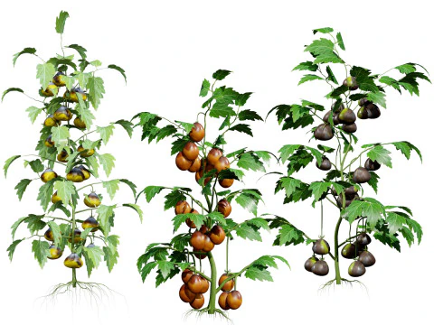 フランダースのコントラストトマト植物 3Dモデル