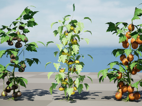 Flanders Contrast Tomato Plant Modelo 3D