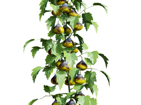 Flanders Contrast Tomato Plant Modelo 3D
